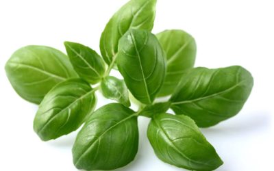 Basil
